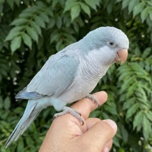 grey quaker parrot