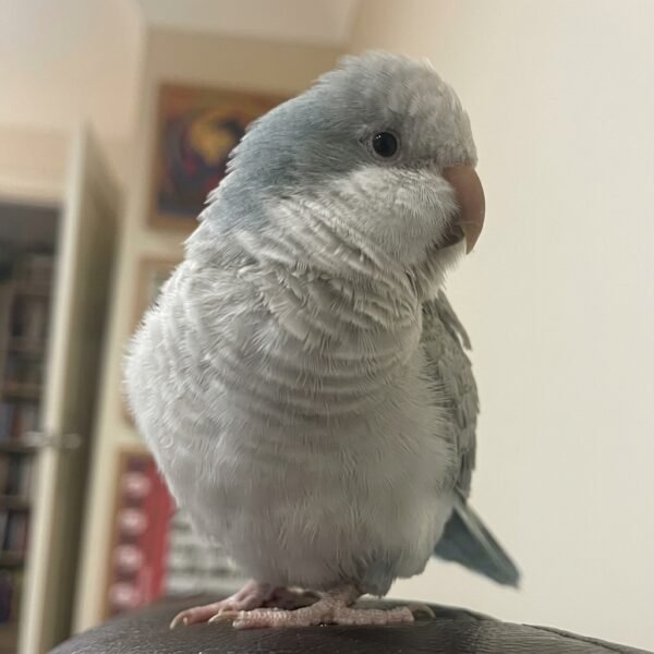 grey quaker parrot female Grey Quaker Parrot | Hand-Fed Baby to Adult
