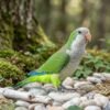 quaker parrot quaker parrot online
