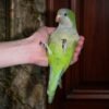 quaker parrot