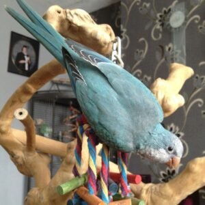 standard blue Quaker parrot