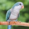 Blue Quaker Parrot | Tame, Talking, Health Guaranteed
