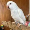 white Quaker parrot white Quaker parrot