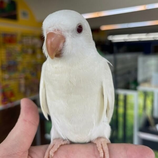 white Quaker parrot female white Quaker parrot female