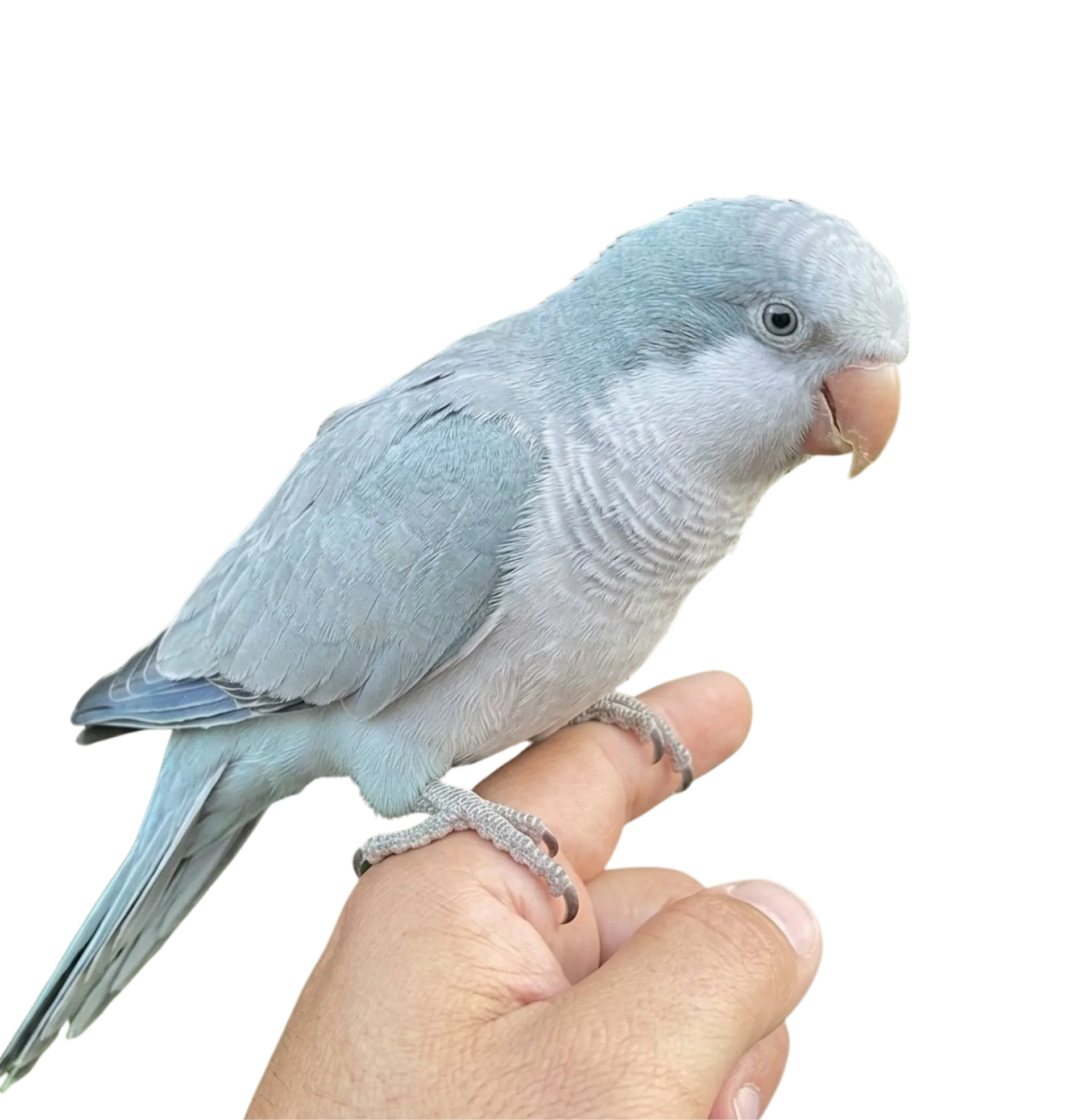 Hand-raised Quaker parrot